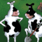 2 Cows and a Chicken